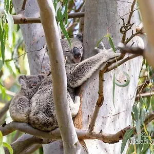 A Quiet Unit Overlooking A Reserve Petrie